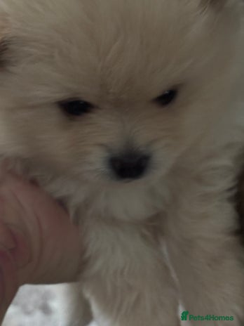 Pomeranian dogs - Advert 15