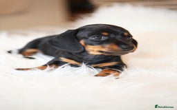 Miniature Dachshund dogs for sale: Miniature dachshund puppies, family bred - Image 8