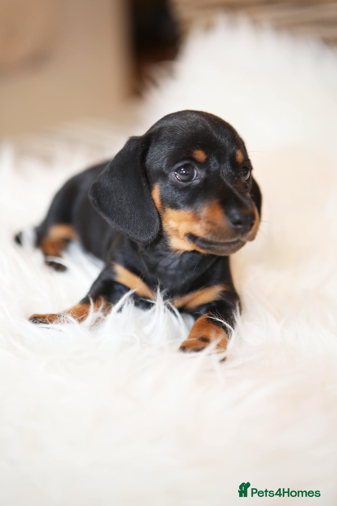 Miniature Dachshund dogs for sale: Miniature dachshund puppies, family bred - Image 8