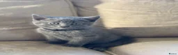 Mixed Breed cats for sale: British Blue cross kittens  - Advert 15