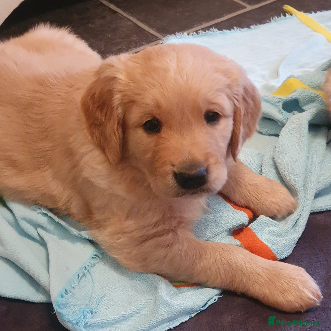 Golden Retriever dogs for sale: Golden Retriever puppies for sale  - Advert 7