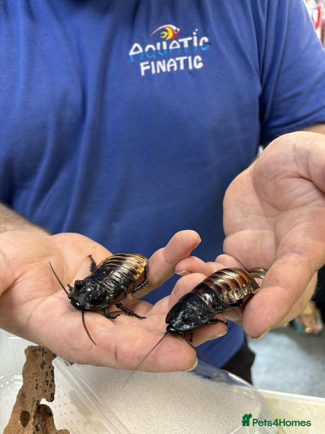 Cockroaches invertebrates for sale: Madagascan Hissing Cockroaches - Image 1