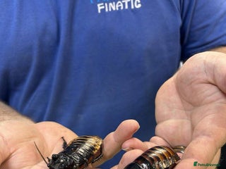 Cockroaches invertebrates - Advert 17