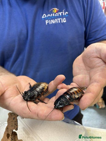 Cockroaches invertebrates for sale - Advert 4