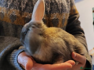 Mini Lop rabbits Mini lops - Advert 1