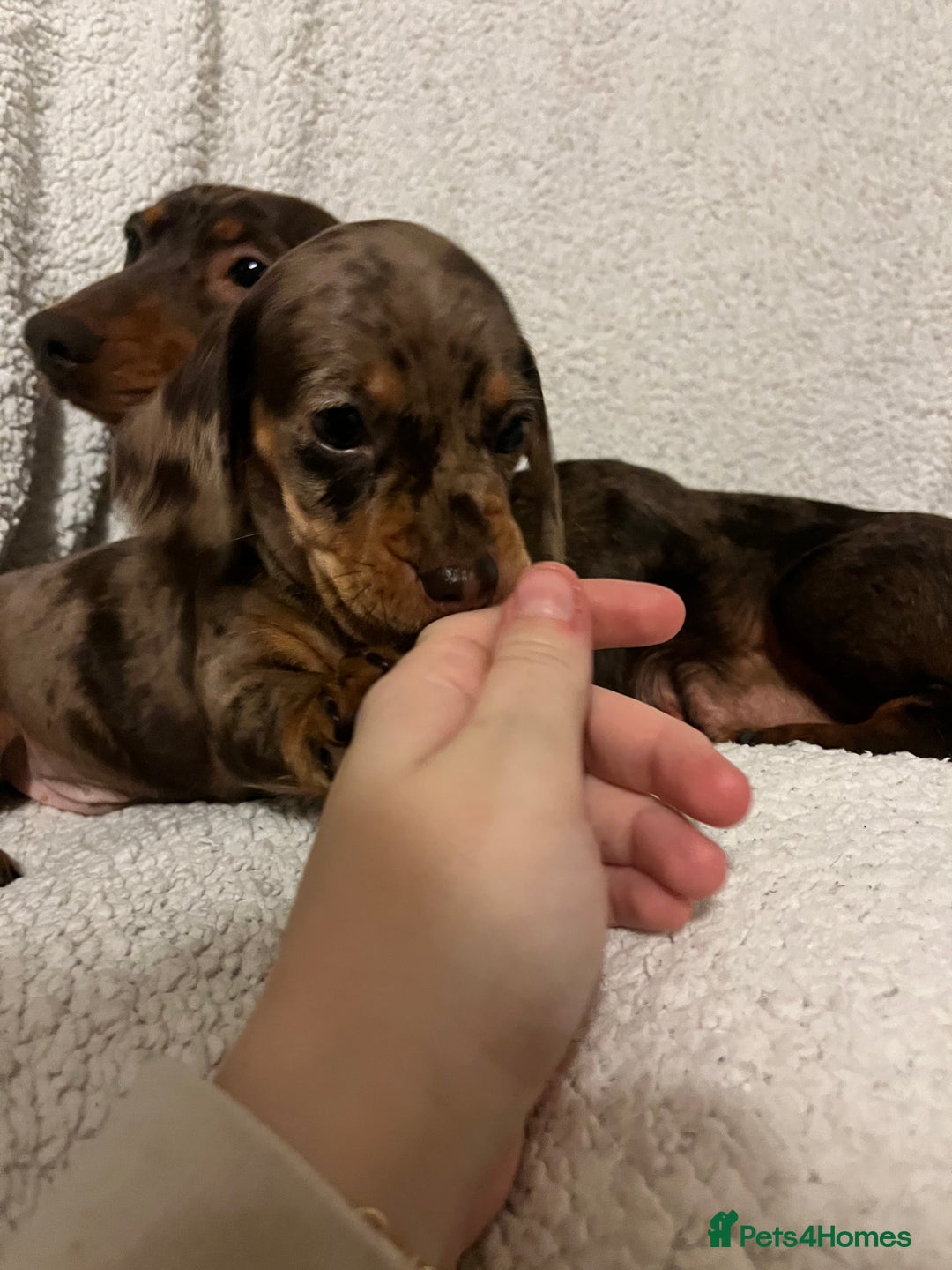 Miniature Dachshund dogs for sale: Beautiful Miniature dachshunds🐶🤎 - Advert 24