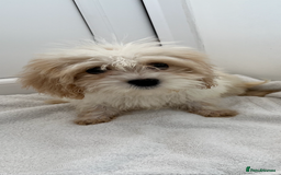 Cavapoo dogs for sale: Extensively health tested puppies - Image 3