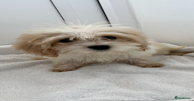 Cavapoo dogs - Advert 4