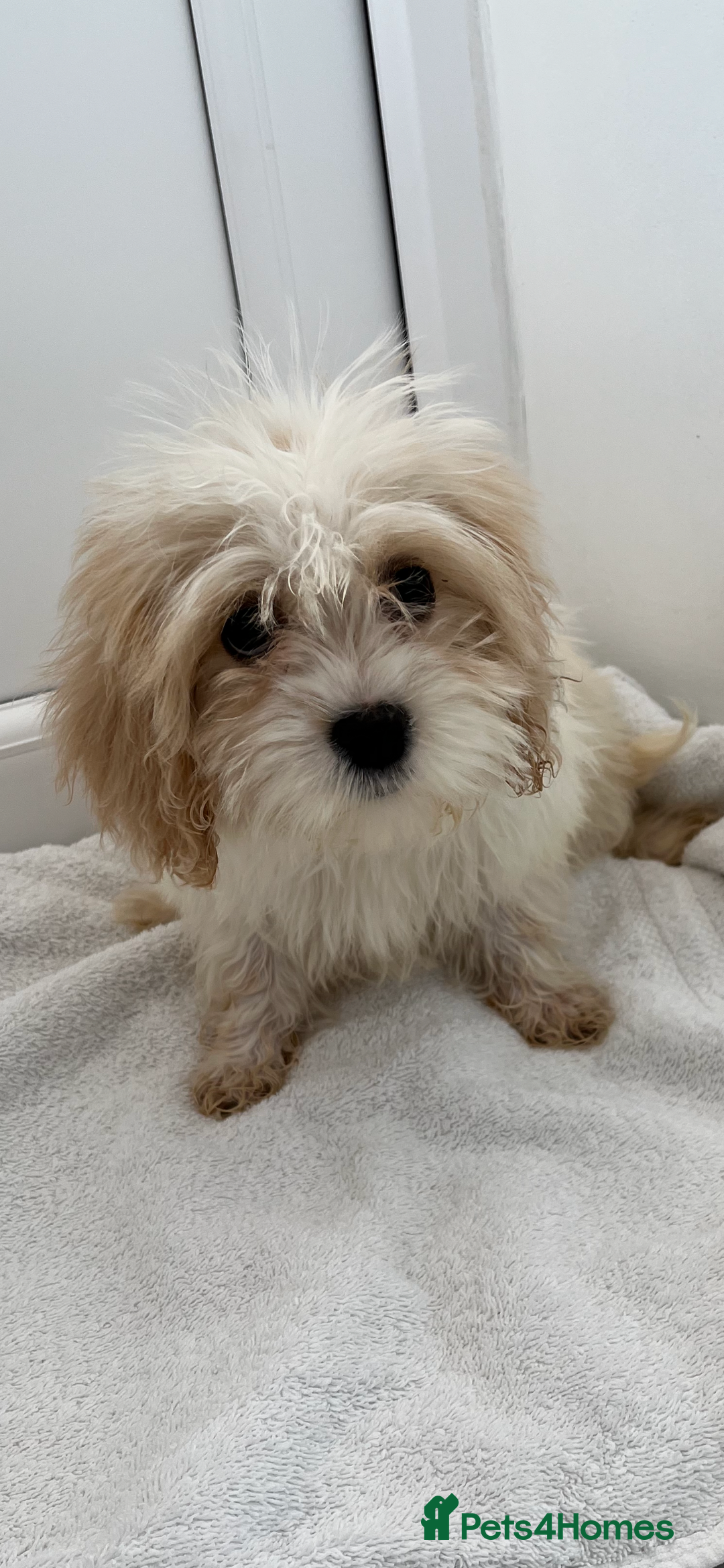 Cavapoo dogs for sale: Extensively health tested puppies - Image 3