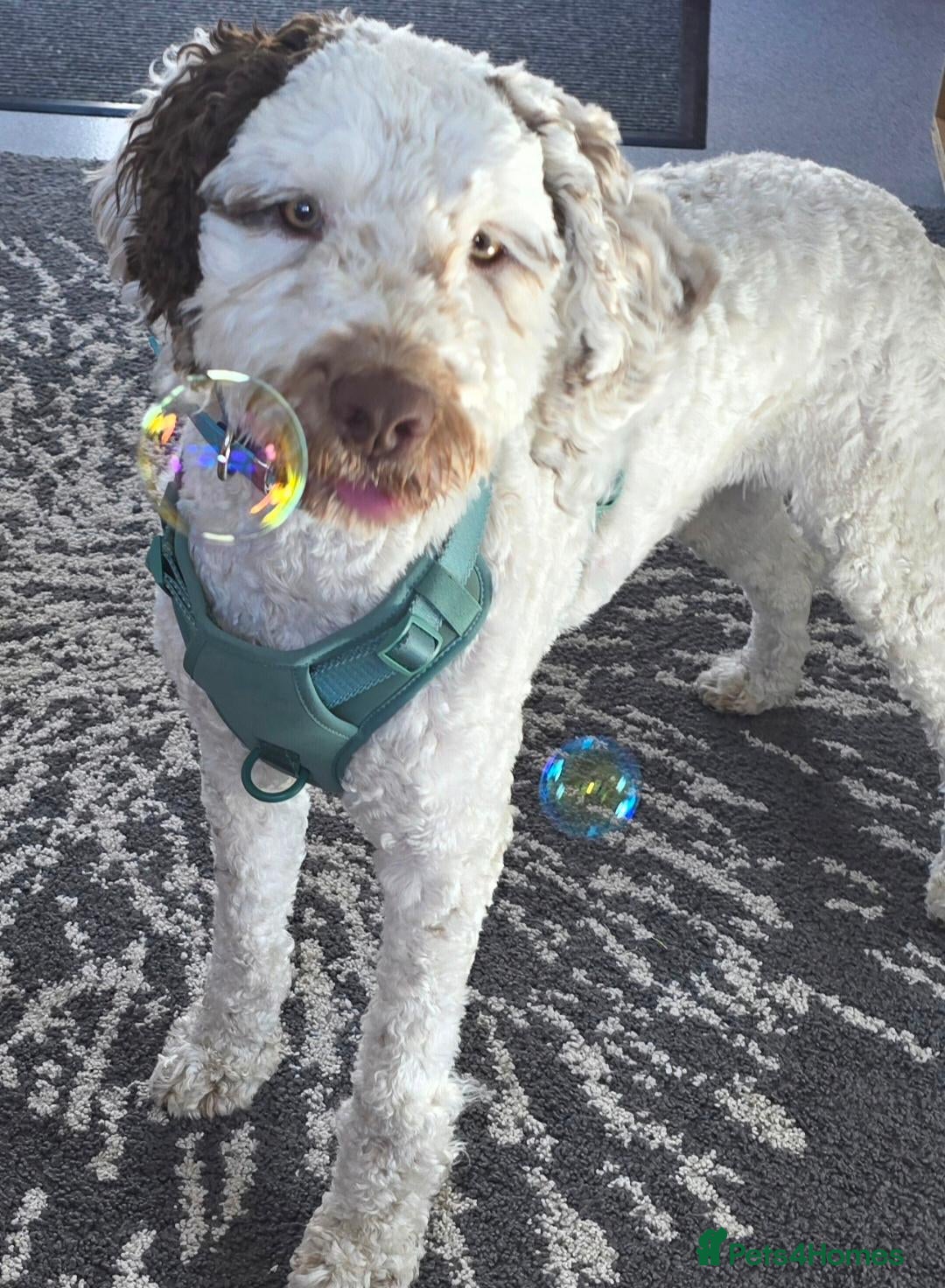 Cockapoo dogs Rehome 2 year old boy - Advert 1