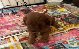 Cavapoo dogs for sale: Cavapoo Pups  - Image 6