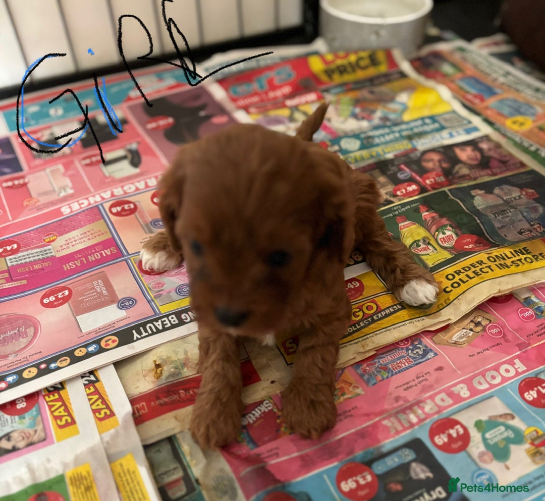 Cavapoo dogs for sale: Cavapoo Pups  - Image 6