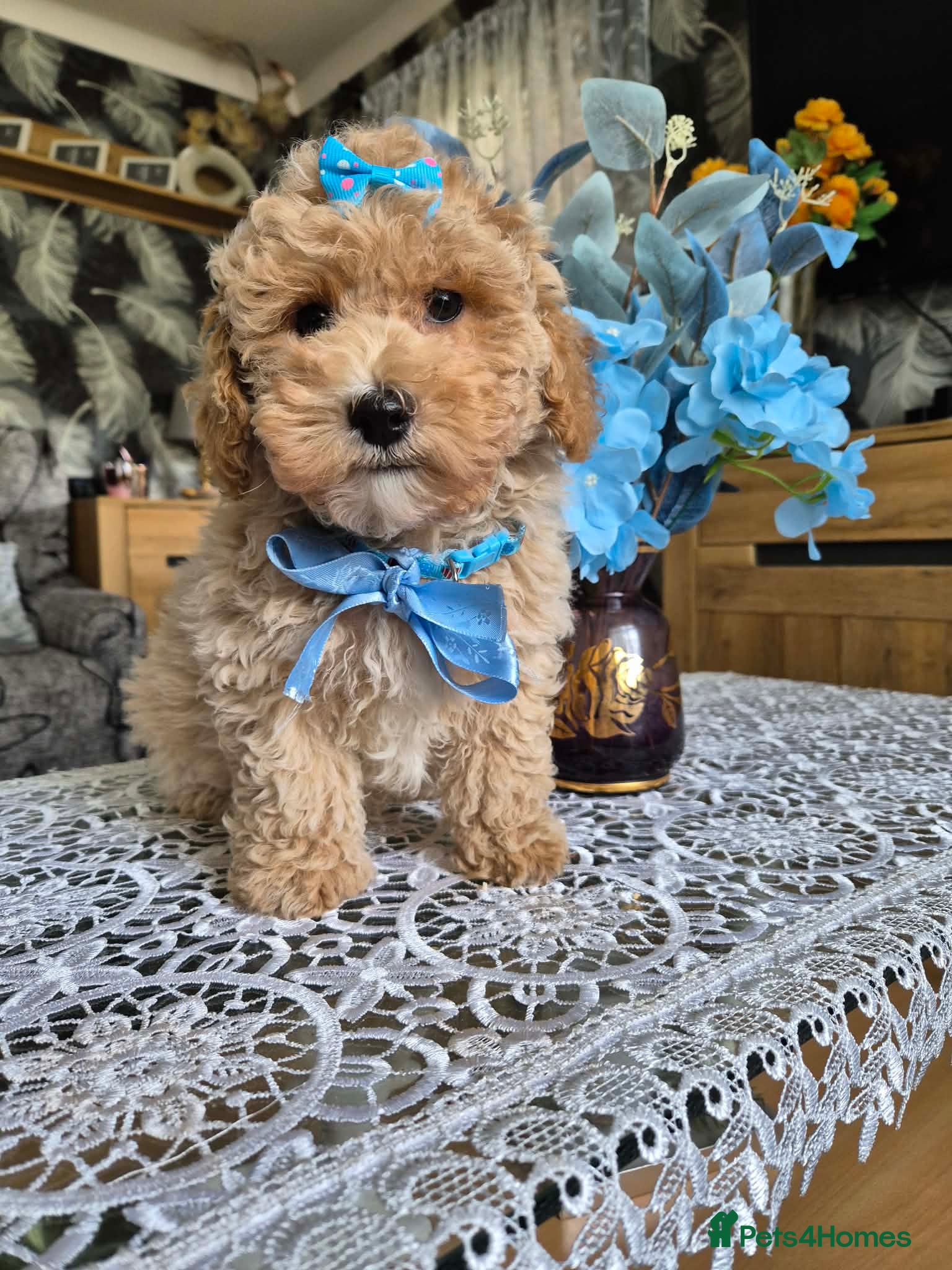 Maltipoo dogs Maltipoo boys  - Advert 7