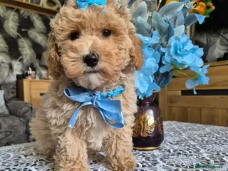 Maltipoo dogs Maltipoo boys - Advert 7