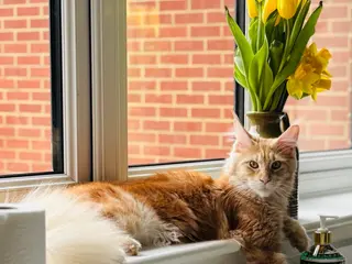 Maine Coon cats GCCF/ TICA Maine Coon Classic Taby kittens - Advert 1