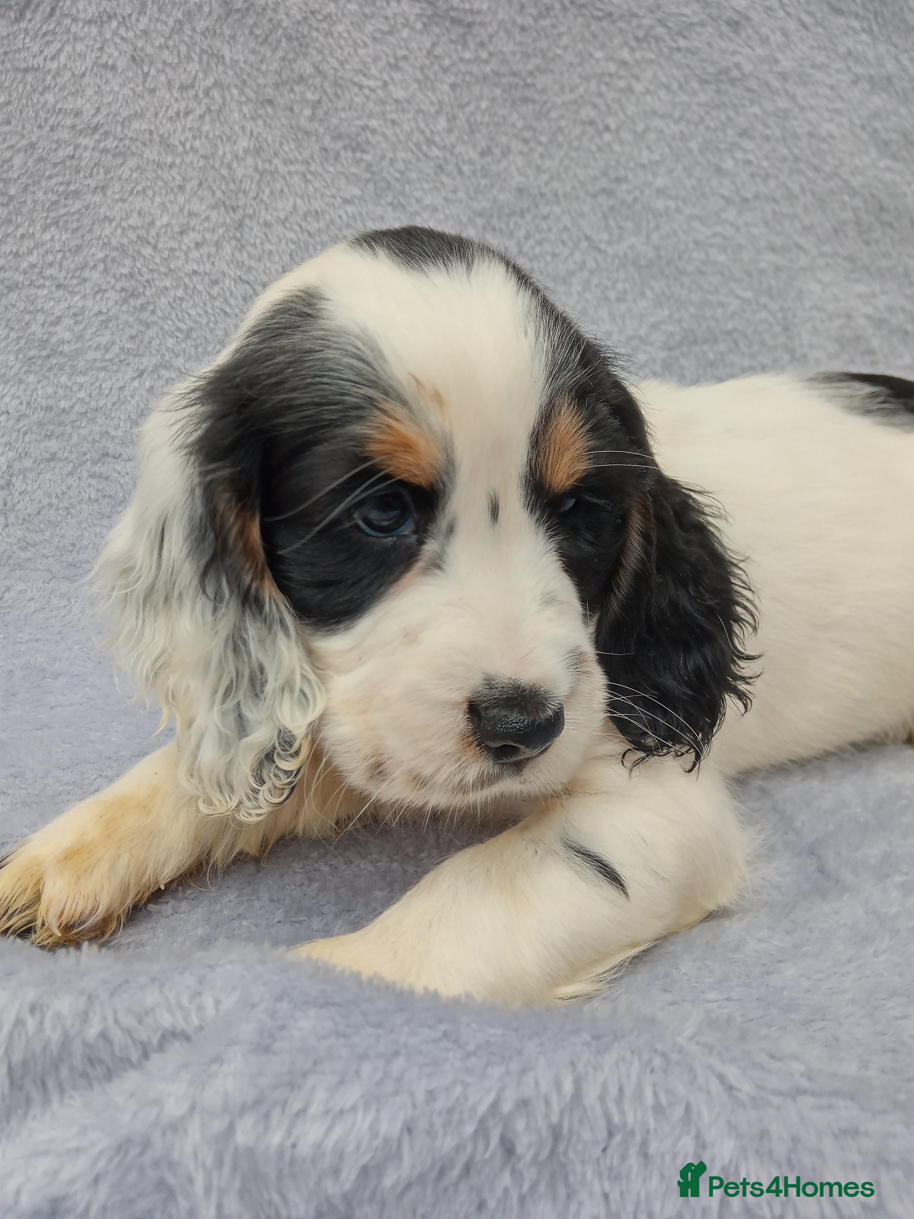 Cocker Spaniel dogs Cocker spaniel puppies. - Advert 17