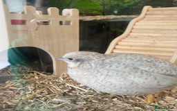 Quail poultry for sale: Beautiful Button Quail Chicks (CPQ, King) - Image 7