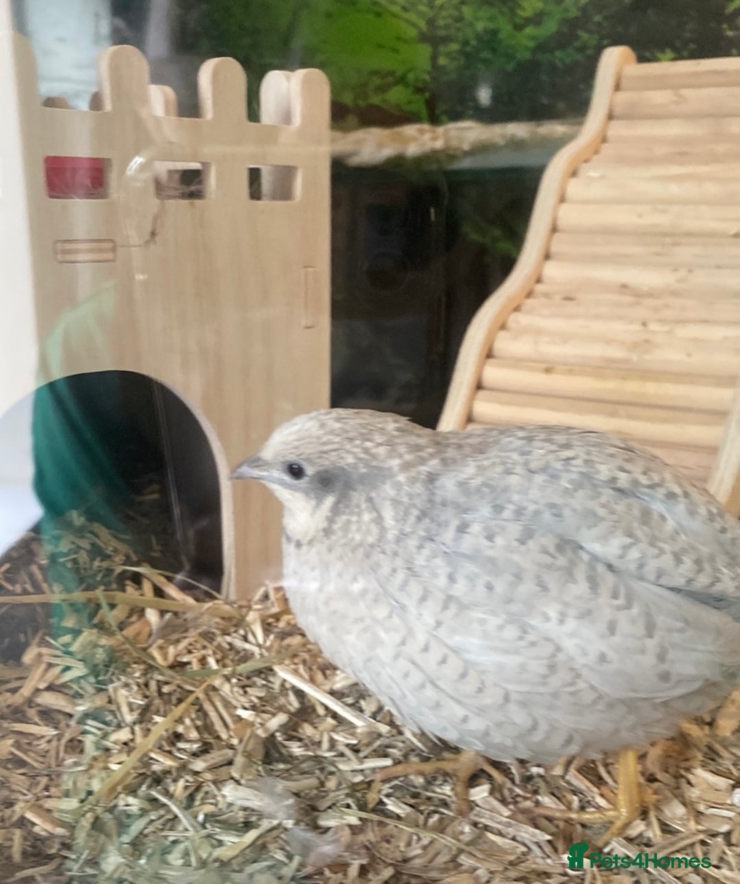 Quail poultry for sale: Beautiful Button Quail Chicks (CPQ, King) - Image 7