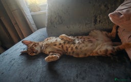 Bengal cats for sale: Stunning bengal female cat 1 year old 🐈  - Image 3
