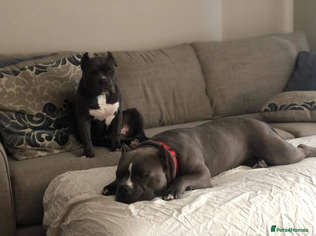 Staffordshire Bull Terrier dogs for sale: Staffordshire bullterrie puppies for sale  - Image 8