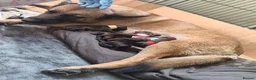 Belgian Shepherd Dog dogs for sale: Belgian Malinois Puppies – Family Raised in Ilkeston - Advert 11