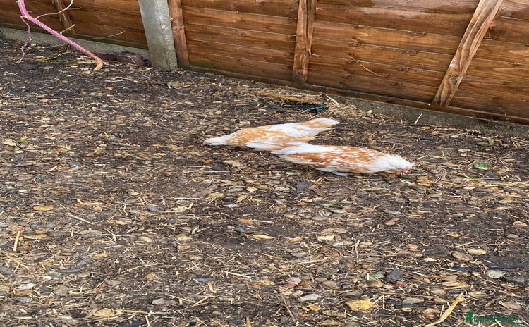 Chickens poultry - Advert 11