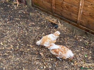 Chickens poultry - Advert 31