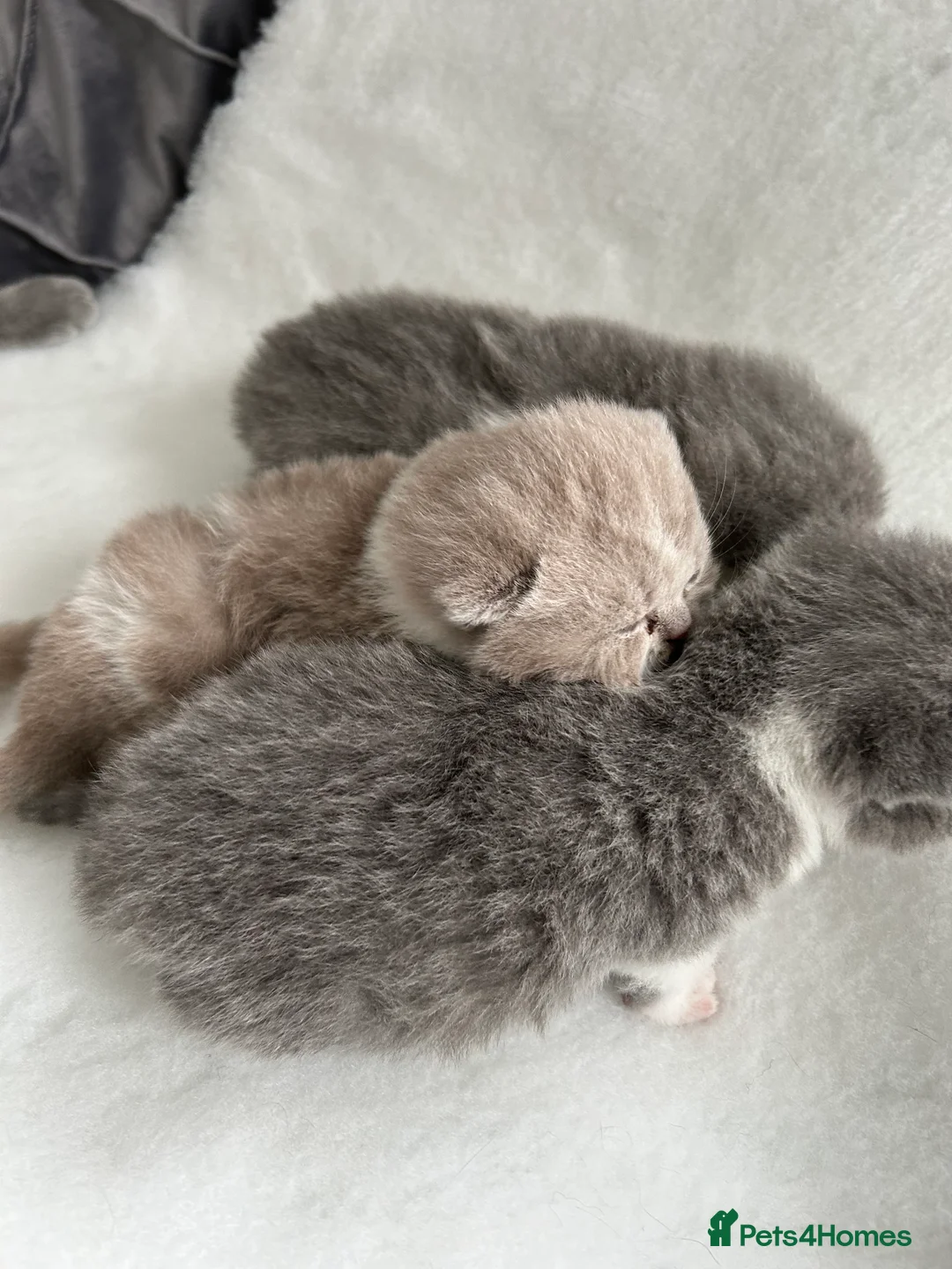 British Shorthair cats for sale: BRITISH SHORTHAIR KITTENS (registered) - Advert 9
