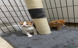 Mixed Breed cats for sale: Beautiful Kittens READY NOW - Image 19