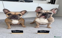 French Bulldog dogs for sale: Beautiful Boy Frenchie Puppy - Image 7