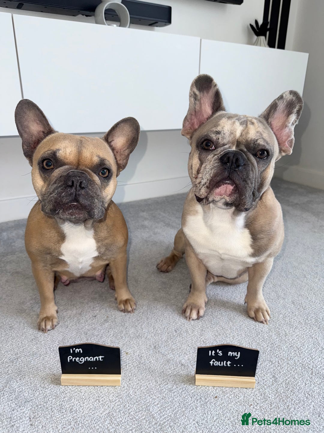 French Bulldog dogs for sale: Beautiful Boy Frenchie Puppy - Image 7