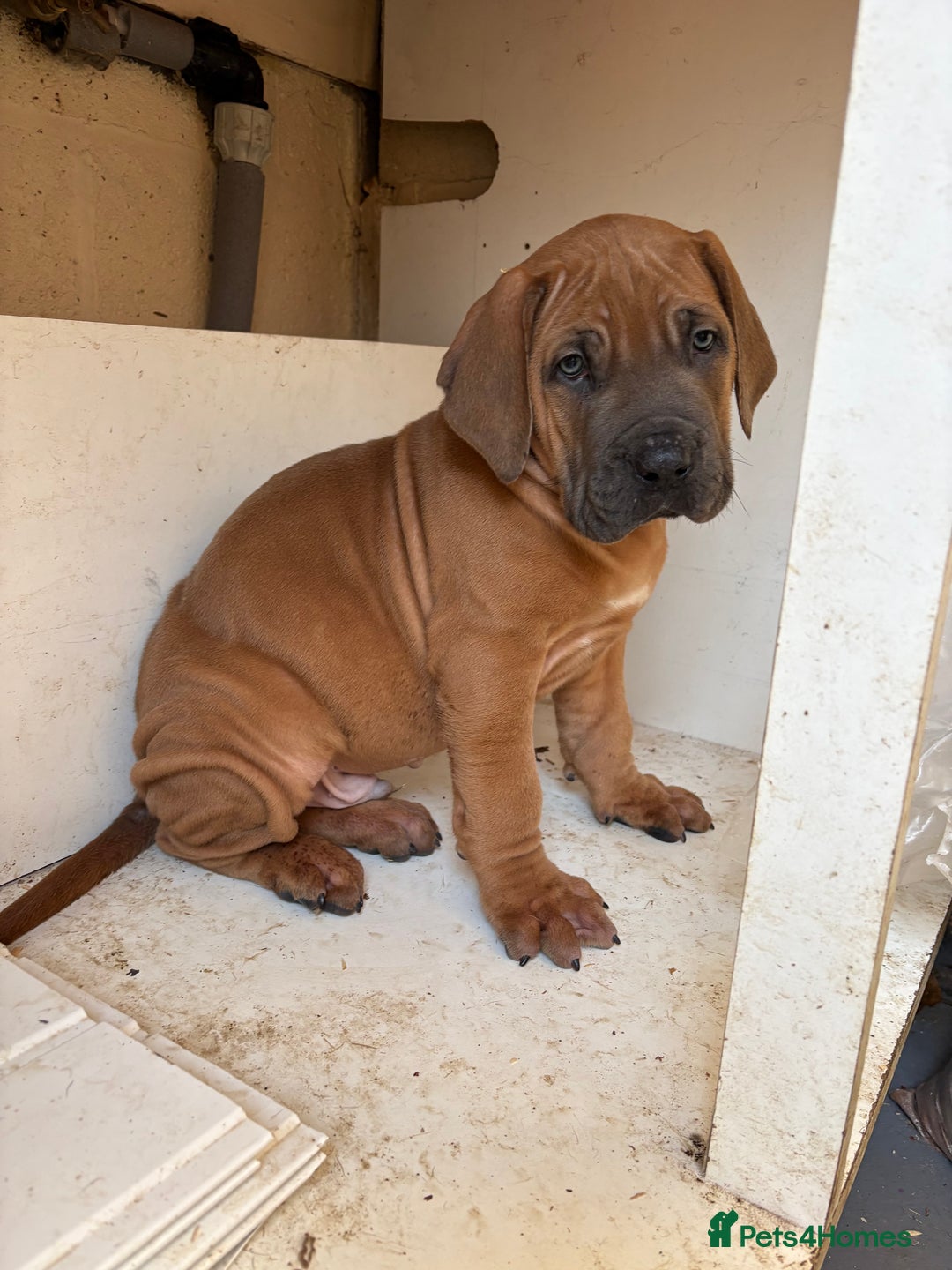 Boerboel dogs for sale: QUALITY NABBR REGISTERED PUPS!  - Advert 4
