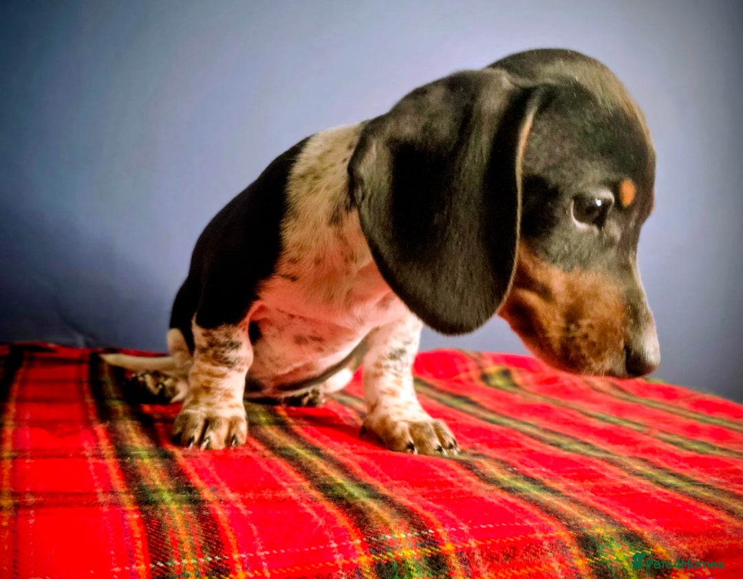 Dachshund dogs for sale: KC Registered Shorthaired dachshunds  - Advert 7