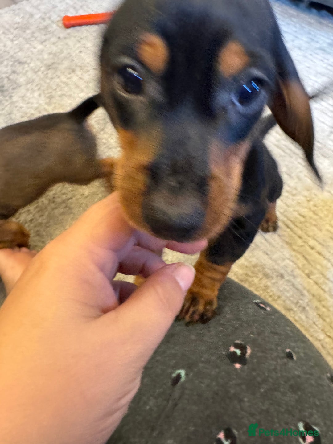 Miniature Dachshund dogs for sale: Miniature daschund Ready now - Image 9
