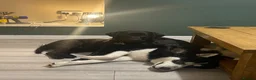 Labrador Retriever dogs for sale: 3 year old black Labrador retriever  in Stafford - Advert 5