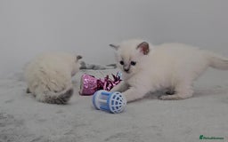 Ragdoll cats for sale: Purebred Blue Point Ragdoll Kittens 🩷💙 - Advert 6