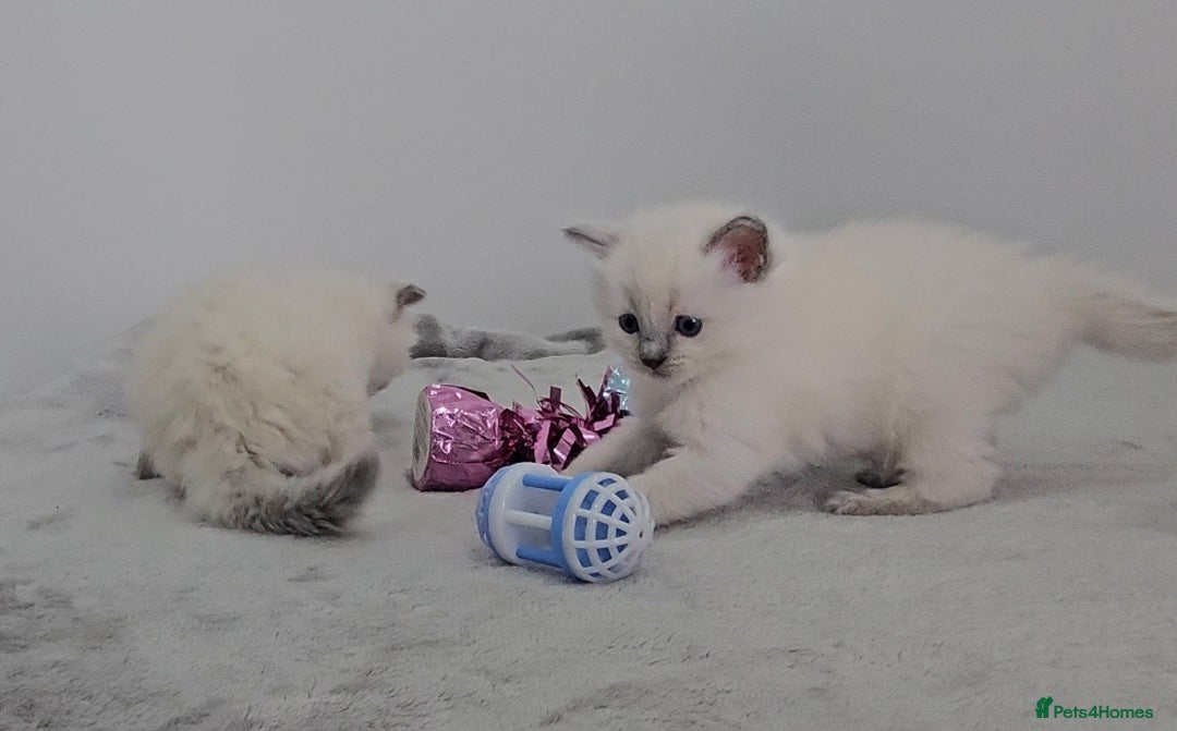 Ragdoll cats for sale: Purebred Blue Point Ragdoll Kittens 🩷💙 - Advert 6