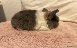 Mini Lop rabbits for sale: Mini lop rabbits - Image 11