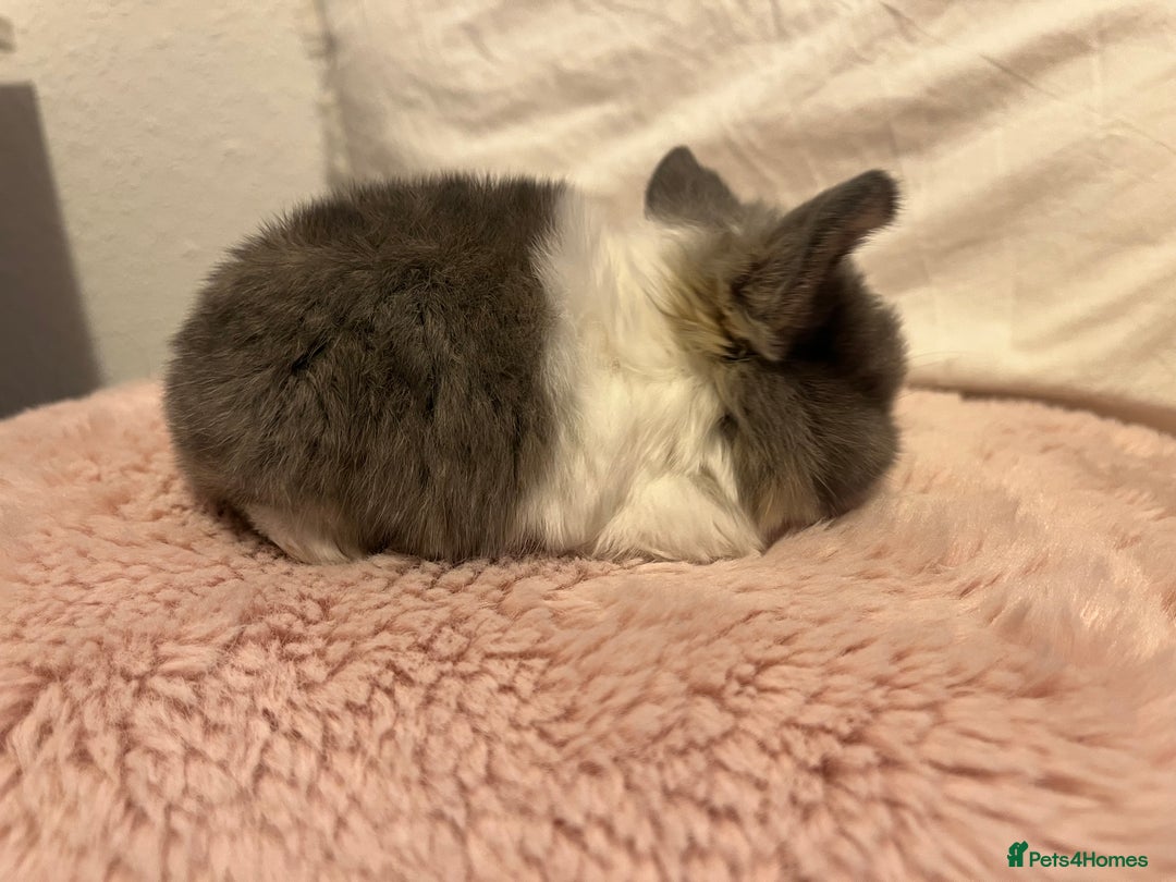 Mini Lop rabbits for sale: Mini lop rabbits - Image 11