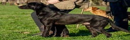 Labrador Retriever dogs for stud: FTW Shooting Vega of Wedgnock (Bluff) - Advert 3