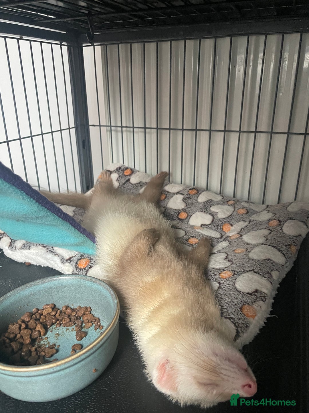 Ferret rodents for sale: 2 angora ferrets one male one female  - Advert 2