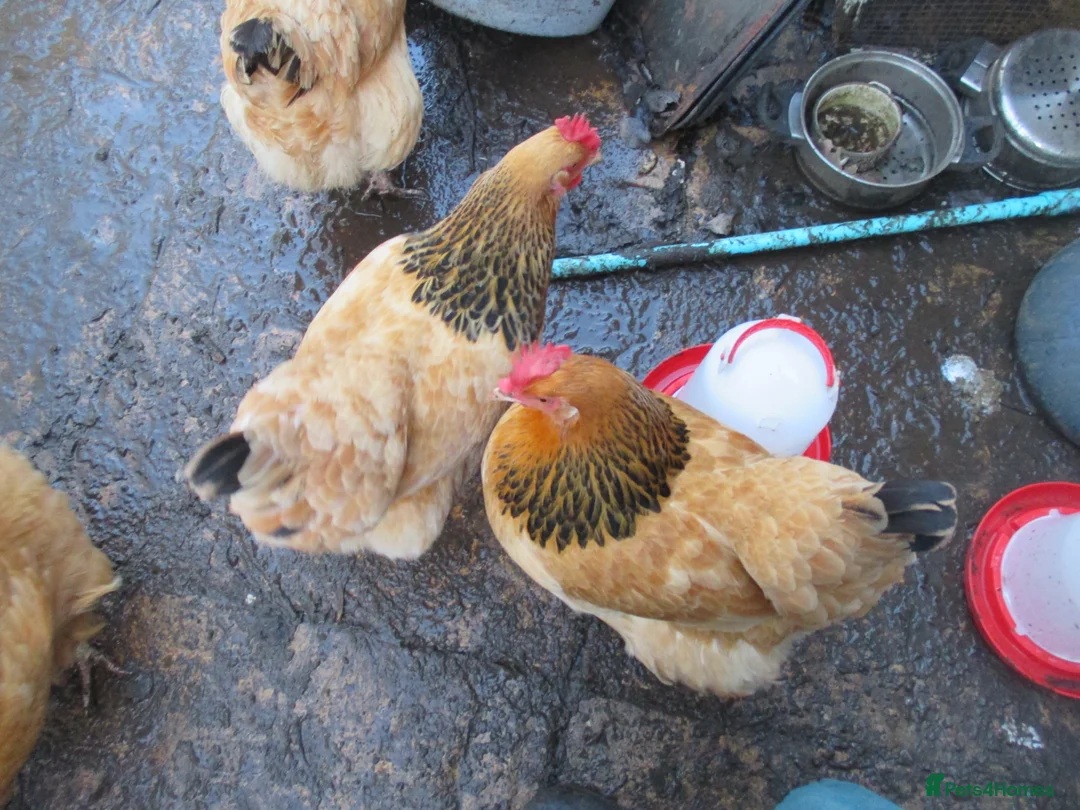 Chickens poultry for sale: 3 x Sussex hens 1 year old all laying - Advert 1
