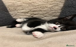 Maine Coon cats for sale: Maine Coon - Image 8