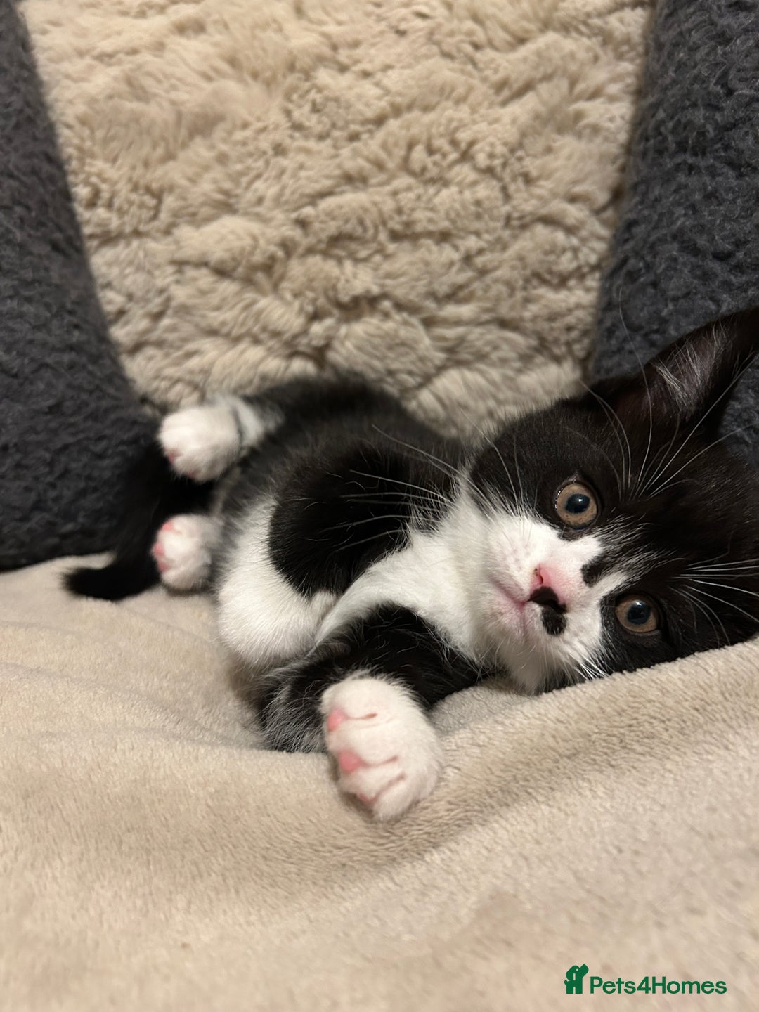 Maine Coon cats for sale: Maine Coon - Image 8