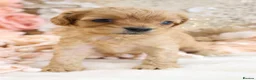Cavapoo dogs for sale: *HEALTH TESTED*Cavapoo Puppies 5*LICENSED BREEDER* - Advert 27