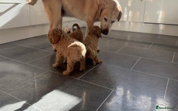 Miniature Poodle dogs for sale: Stunning Miniture Poodles - Image 10