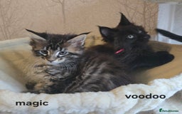 Maine Coon cats for sale: Maine Coon Kittens Polydactyl Russian line - Image 10