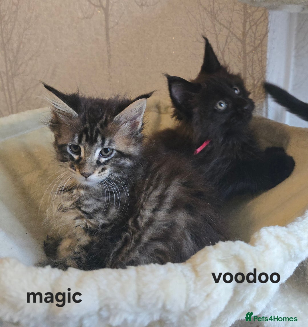 Maine Coon cats for sale: Maine Coon Kittens Polydactyl Russian line - Image 10