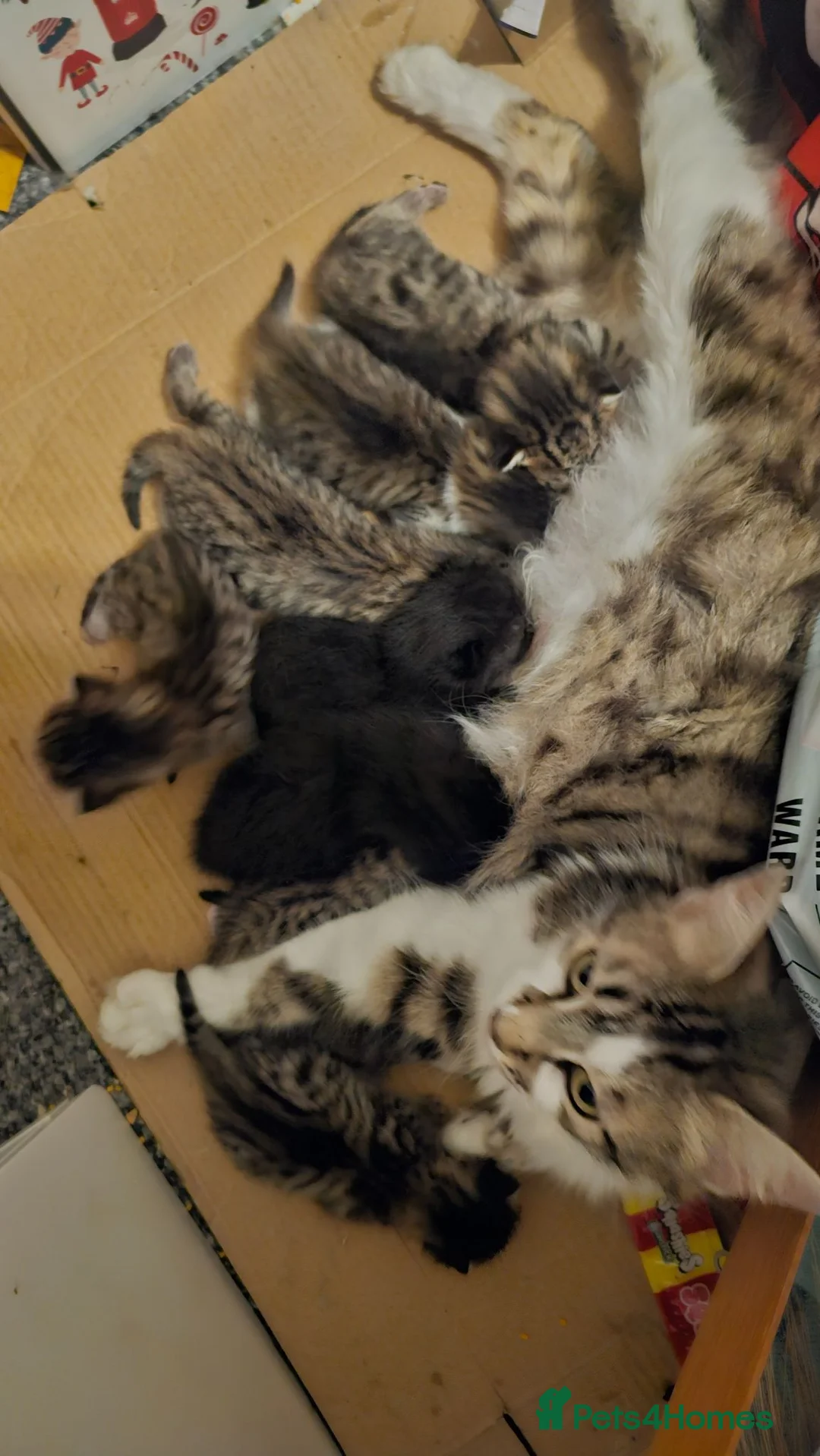 Mixed Breed cats for sale: 7 lovely kittens in Llanymynech - Advert 12