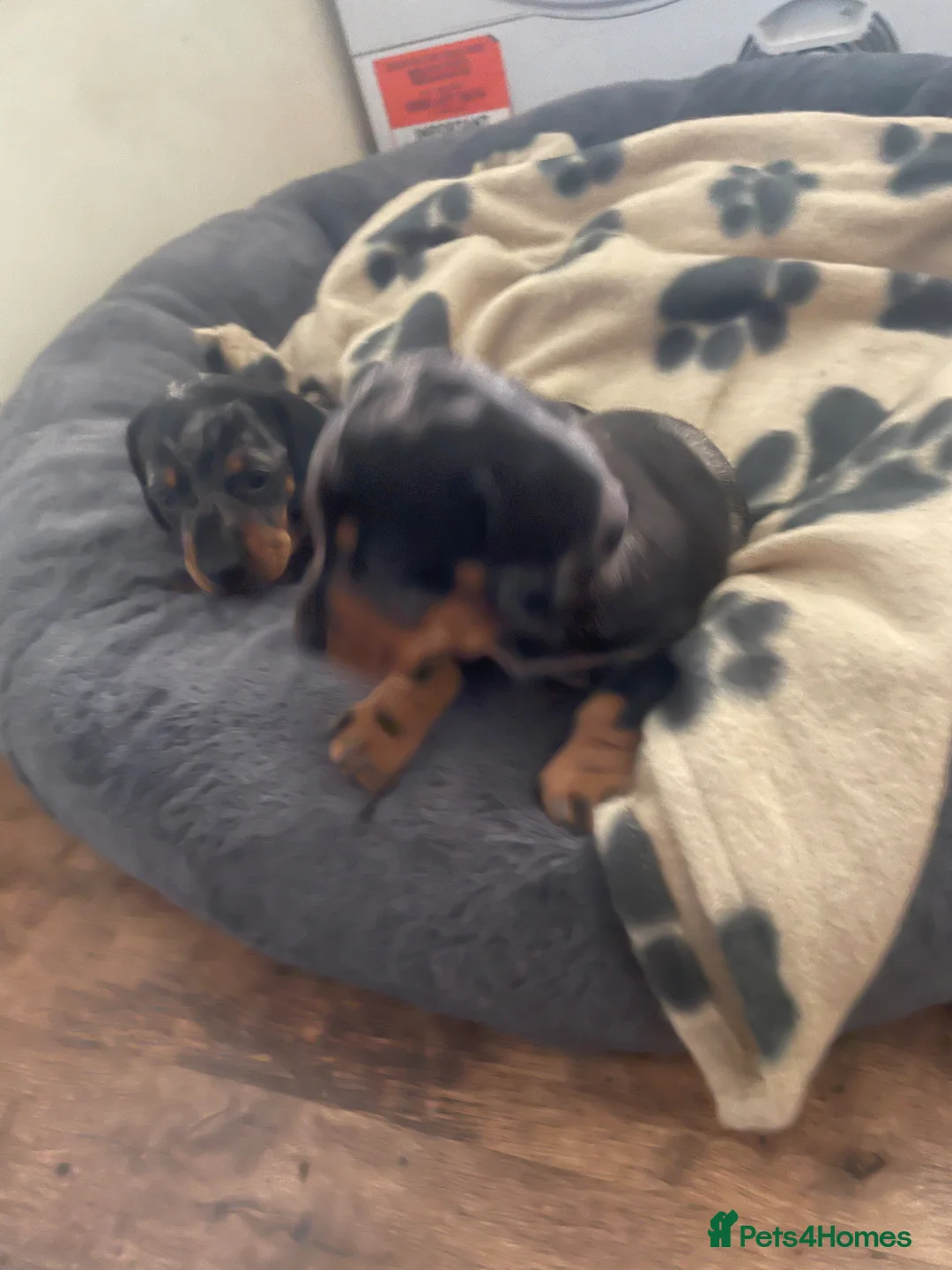 Dachshund dogs for sale: Dashshunds in Bishop Auckland - Advert 1